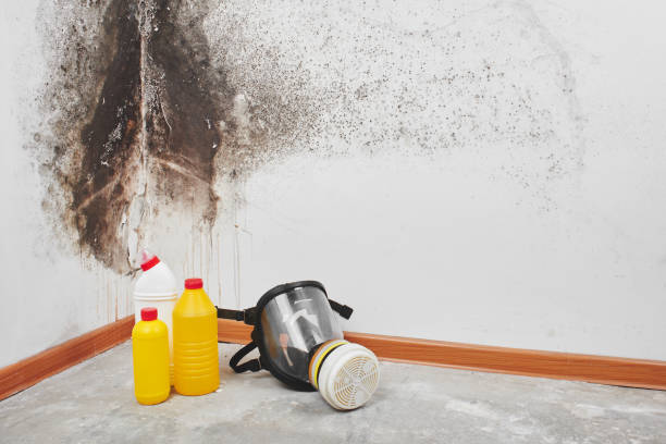 Reliable North Boston, NY Mold Removal Solutions