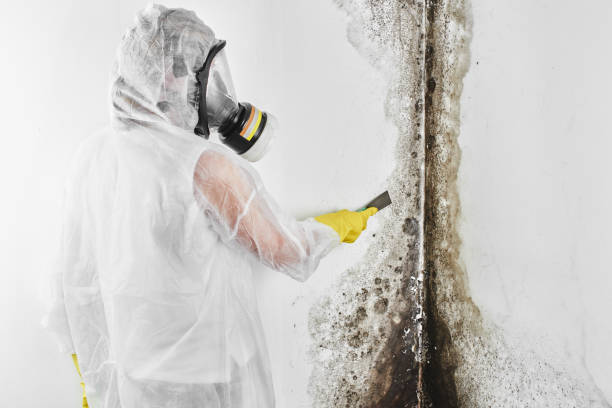 Best Best Mold Removal Companies  in North Boston, NY