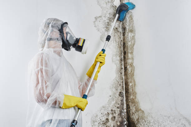 Mold Removal and Inspection in North Boston, NY