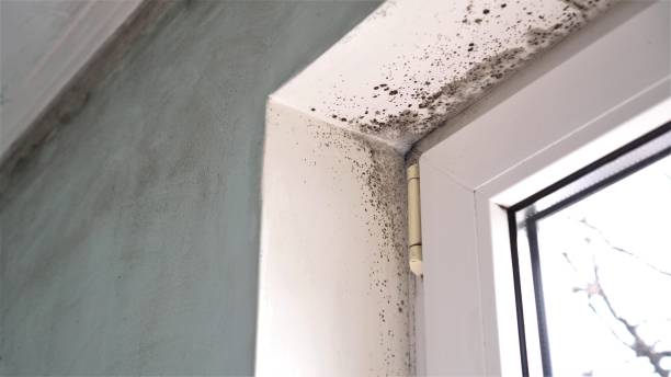 Best Mold Damage Repair  in North Boston, NY