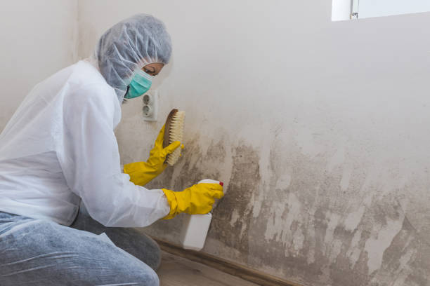 Best Crawl Space Mold Removal  in North Boston, NY