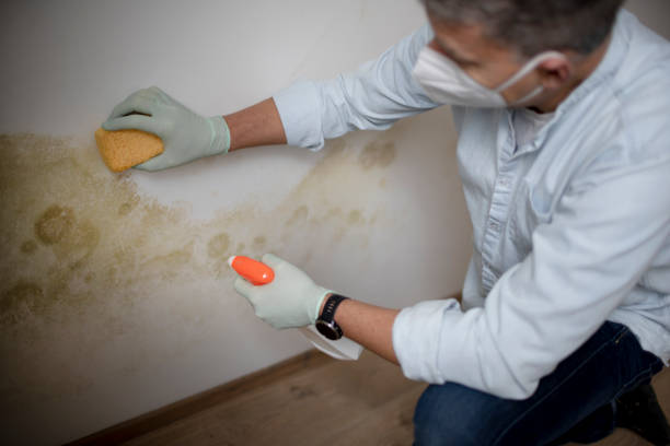 Best Residential Mold Removal  in North Boston, NY