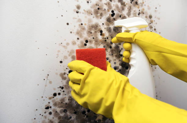 Best Mold Testing and Removal  in North Boston, NY