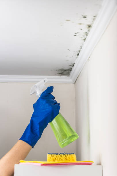 Best Mold Removal Company Near Me  in North Boston, NY